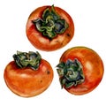 Watercolor Botanical Illustrations of Persimmons