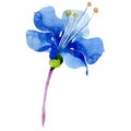 Watercolor phacelia bellflower flower. Floral botanical flower. Isolated illustration element.