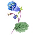 Watercolor phacelia bellflower flower. Floral botanical flower. Isolated illustration element.