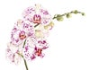 Watercolor phalaenopsis orchid branch isolated on white background.