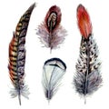 Watercolor Illustration of Pheasant Feathers