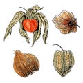 Watercolor physalis fruit set isolated on white background