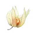 Watercolor physalis on white background. Modern botanical illustration