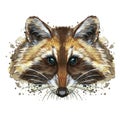 Watercolor picture of an animal of the genus of predatory mammals of the raccoon family, raccoon raccoon, raccoon, raccoon portrai