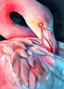 Watercolor picture of a beautiful flamingo