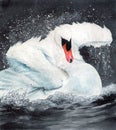 Watercolor picture of a white swan