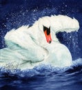 Watercolor picture of a beautiful white swan Royalty Free Stock Photo