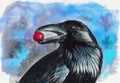 Watercolor picture of a black raven with red berry in its beak