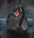 Watercolor picture of a black swan