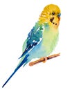 Watercolor picture of budgie on white background Royalty Free Stock Photo