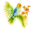 Watercolor picture of budgie on white background Royalty Free Stock Photo