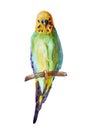 Watercolor picture of budgie on white background Royalty Free Stock Photo