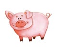 Watercolor picture cheerful pink piggy