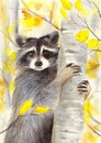 Watercolor picture of a cute racoon