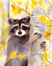 Watercolor picture of a cute racoon on a birch tree Royalty Free Stock Photo