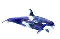 Watercolor picture. killer whale with baby. Orcinus orca