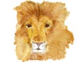 Watercolor picture of a majestic lion isolated on white.