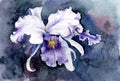 Watercolor picture of purple iris