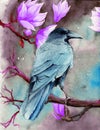 Watercolor picture of a raven on the magnolia branches