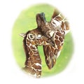 Watercolor picture seamless pattern animal mammals living in Africa giraffes, mother and child, female giraffe and cub, portrait o Royalty Free Stock Photo