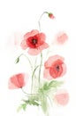 Watercolor picture transparent poppies. sketch
