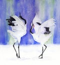 Watercolor picture of a two red-crowned japanese cranes dancing