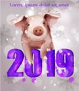 2019 Watercolor Pig year card Vector.Snowy blurry background. Happy New Year holiday events