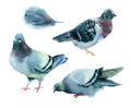 Watercolor pigeons.