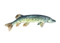 Watercolor pike fish isolated on a white background. Hand drawn design element Royalty Free Stock Photo