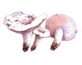 Watercolor pile mushroom illustration isolated