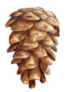 Watercolor pine cone on white background, botanical illustration, vintage drawing