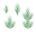 Watercolor pine and fir branches set isolated on white background Royalty Free Stock Photo