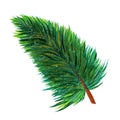 Watercolor pine tree branch hand drawn illustration. Christmas clipart, green coniferous twig. Evergreen botanical element Royalty Free Stock Photo