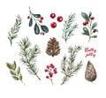 Watercolor pine tree branches, greenery, leaves and holly berries isolated on white background. Hand painted winter illustration. Royalty Free Stock Photo