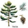 Watercolor pine tree. Royalty Free Stock Photo