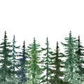 Watercolor pine trees background. Banner with hand painted spruce forest, isolated. Winter wonderland illustration for Christmas