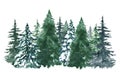 Watercolor pine trees background. Banner with hand painted evergreen forest, isolated. Snow winter wonderland illustration Royalty Free Stock Photo