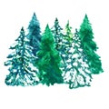 Watercolor pine trees illustration, isolated on white background Royalty Free Stock Photo