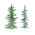 Watercolor pine trees, isolated on white background. Hand painted illustration with spruce evergreen forest. Christmas design