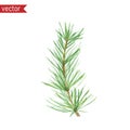 Watercolor pine twig. Vector illustration of green branch with needles isolated on white background