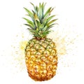watercolor of a pineapple is exuberantly highlighted with lively splashes Royalty Free Stock Photo
