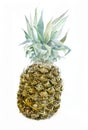 Watercolor pineapple isolated on white