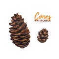 Watercolor pinecone set isolated on white background