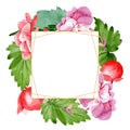 Watercolor pink begonia flower. Floral botanical flower. Frame border ornament square. Royalty Free Stock Photo