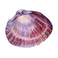 Watercolor pink brown sea shell with pearl isolated on white background. Creative hand drawn nature realistic object for Royalty Free Stock Photo