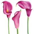 Watercolor pink calla, lily flower illustration isolated on a white background. Royalty Free Stock Photo