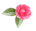 Watercolor pink camellia flower with leaves Royalty Free Stock Photo