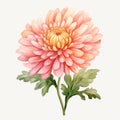 Watercolor Pink Chrysanthemum Blossom Clipart - Detailed Character Design Royalty Free Stock Photo
