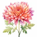 Watercolor Pink Chrysanthemum Flower Clipart - Heather Theurer Style Royalty Free Stock Photo