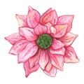 Watercolor pink chrysanthemum flower isolated clip art Royalty Free Stock Photo